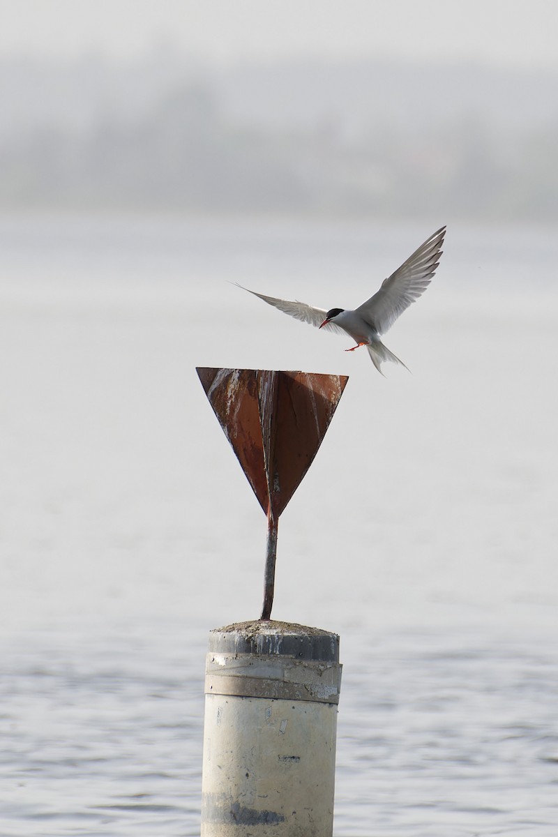Common Tern - ML647553135