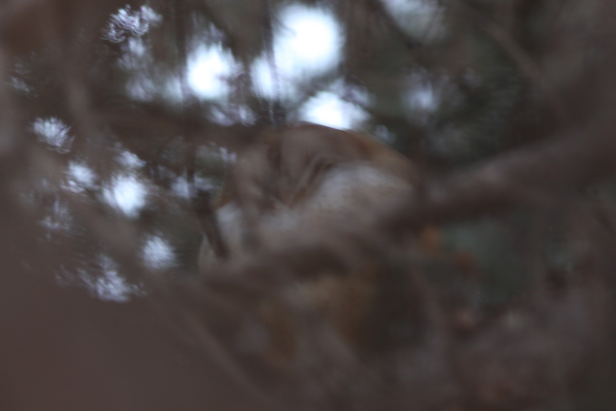 American Barn Owl (American) - ML647553161