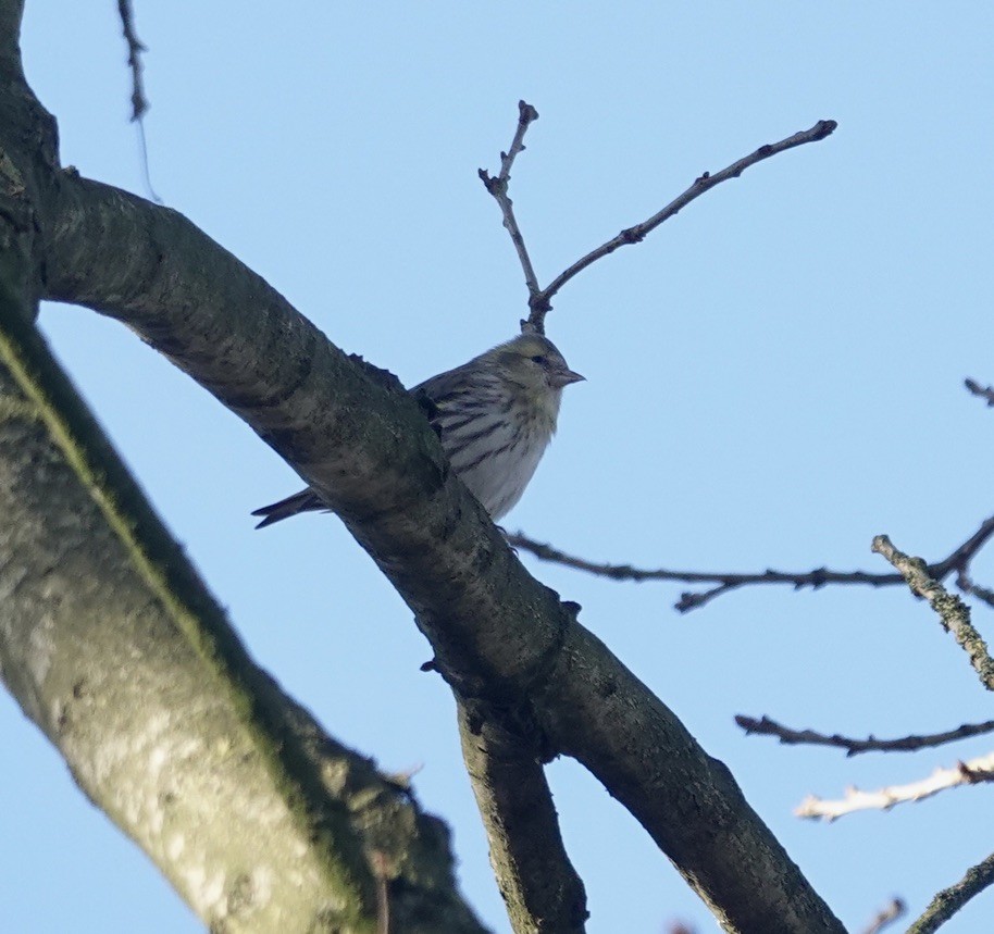 Eurasian Siskin - ML647553170