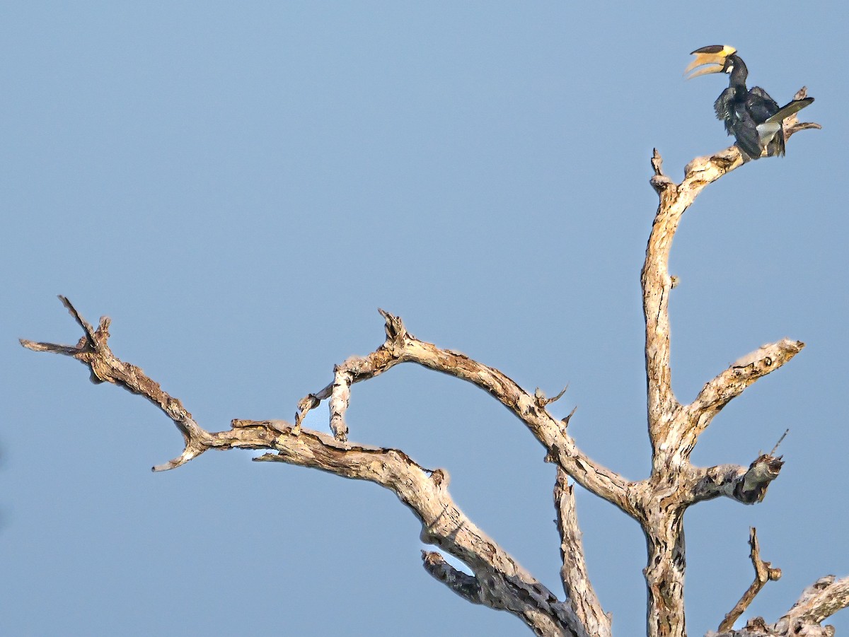 Cálao Coronado - ML647553171