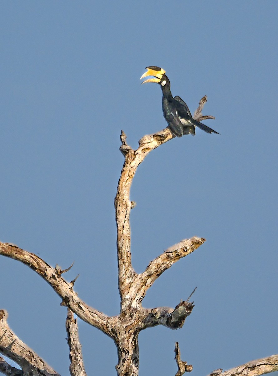 Cálao Coronado - ML647553172