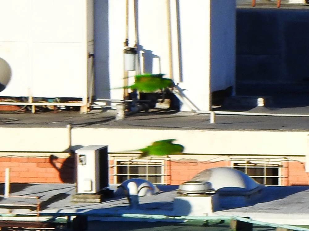 Scarlet-fronted Parakeet - ML647553180