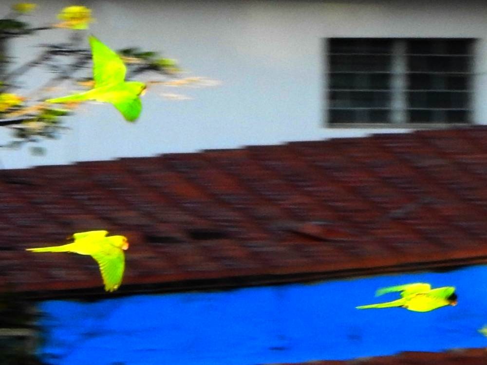 Scarlet-fronted Parakeet - ML647553182