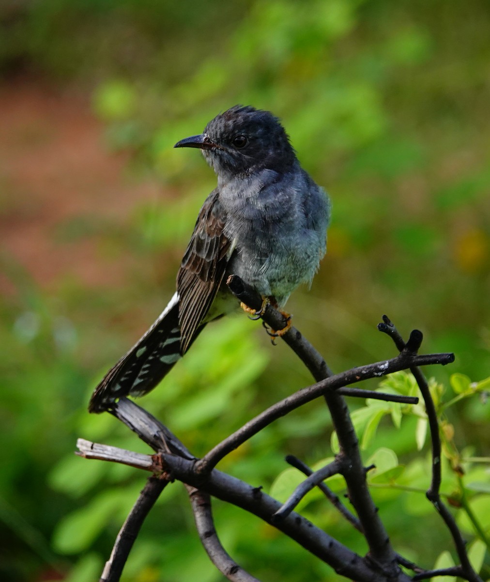 Воробьиная кукушка - ML647553189