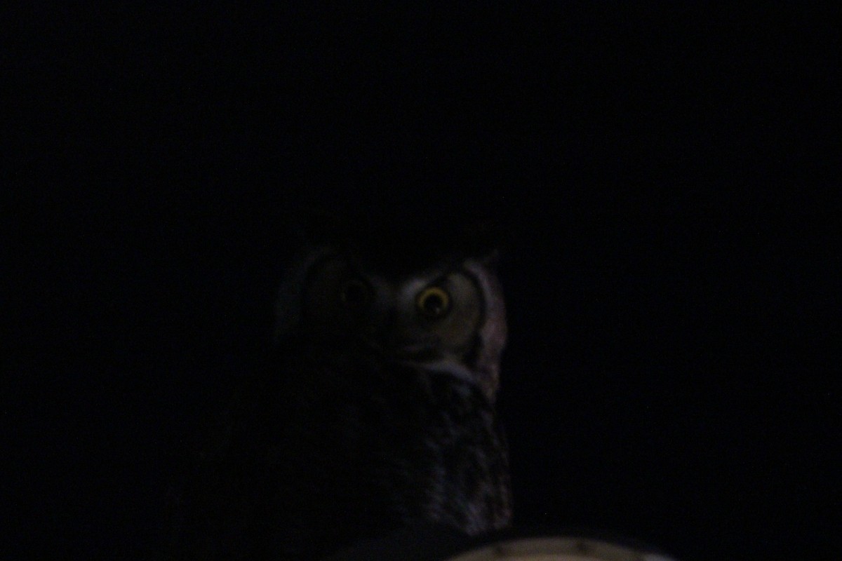 Great Horned Owl - ML647553194