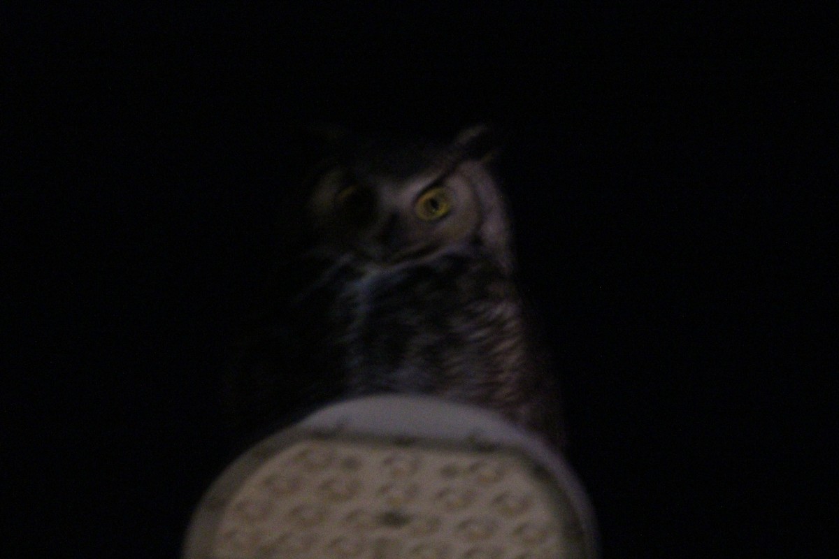 Great Horned Owl - ML647553204