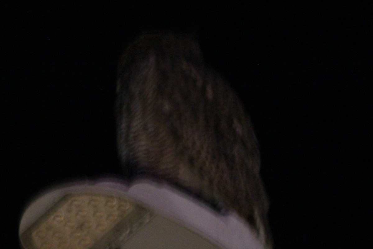 Great Horned Owl - ML647553210