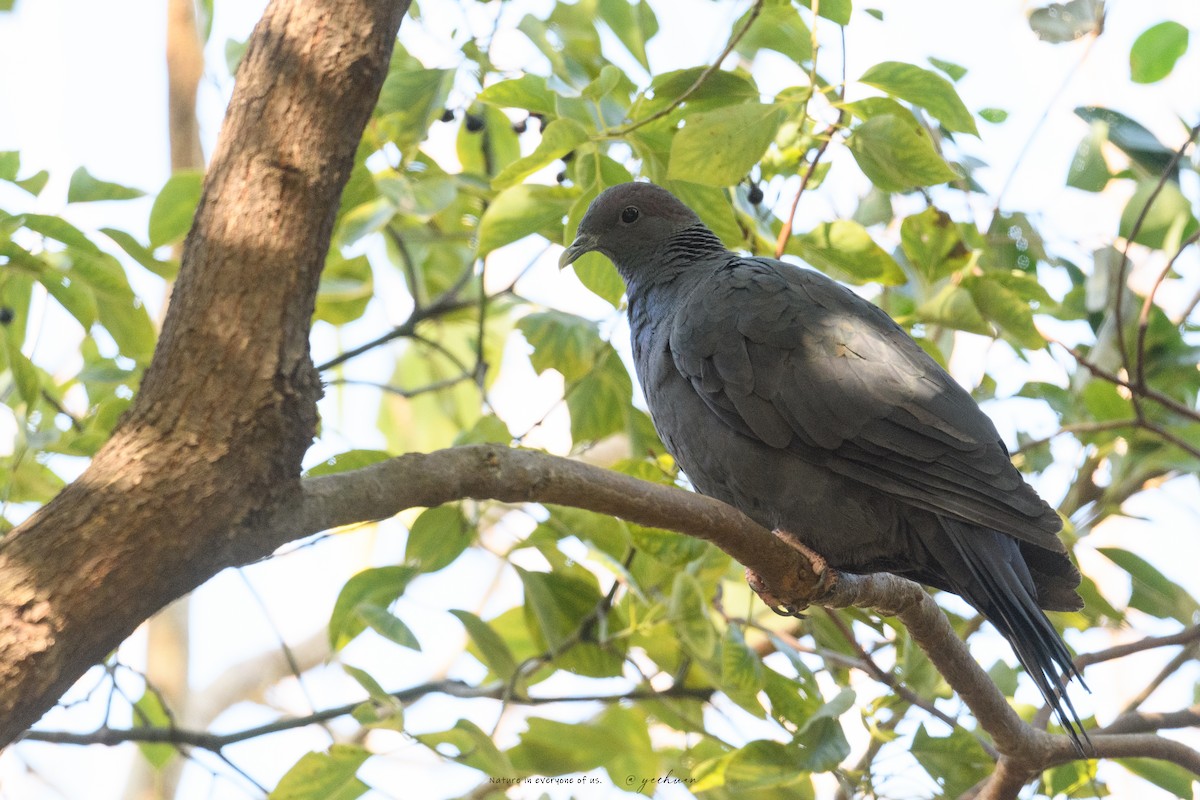 Mor Japon Güvercini - ML647553222