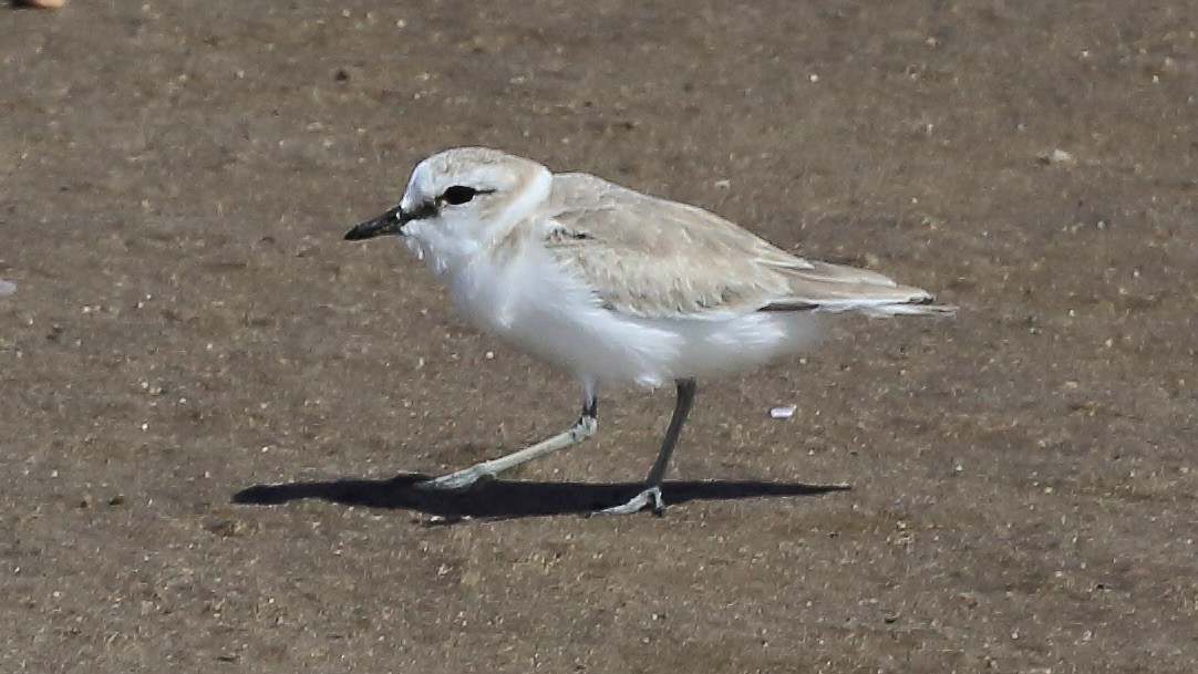 White-fronted Plover - ML647553223
