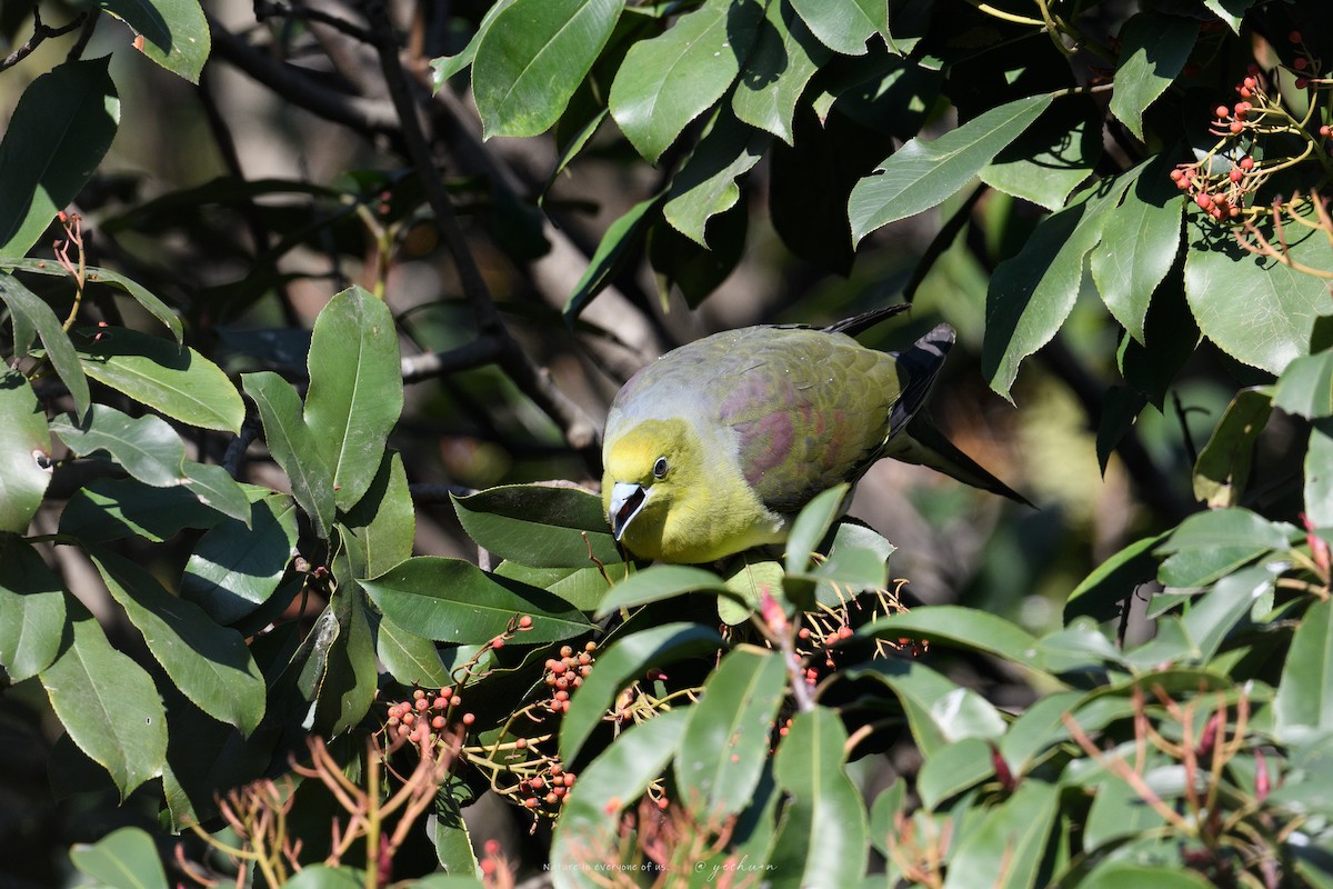 White-bellied Green-Pigeon - ML647553230