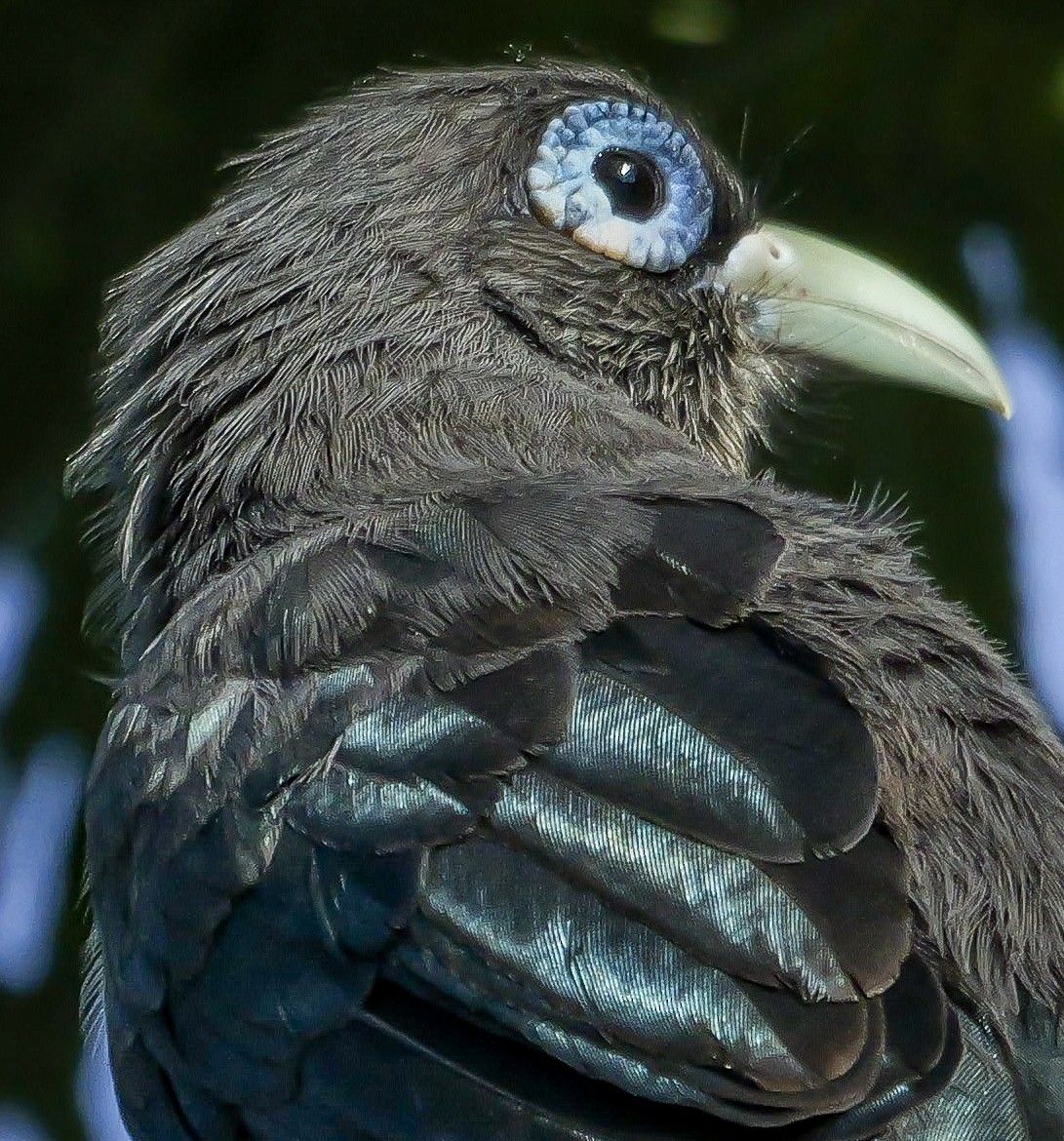 Blue-faced Malkoha - ML647553231