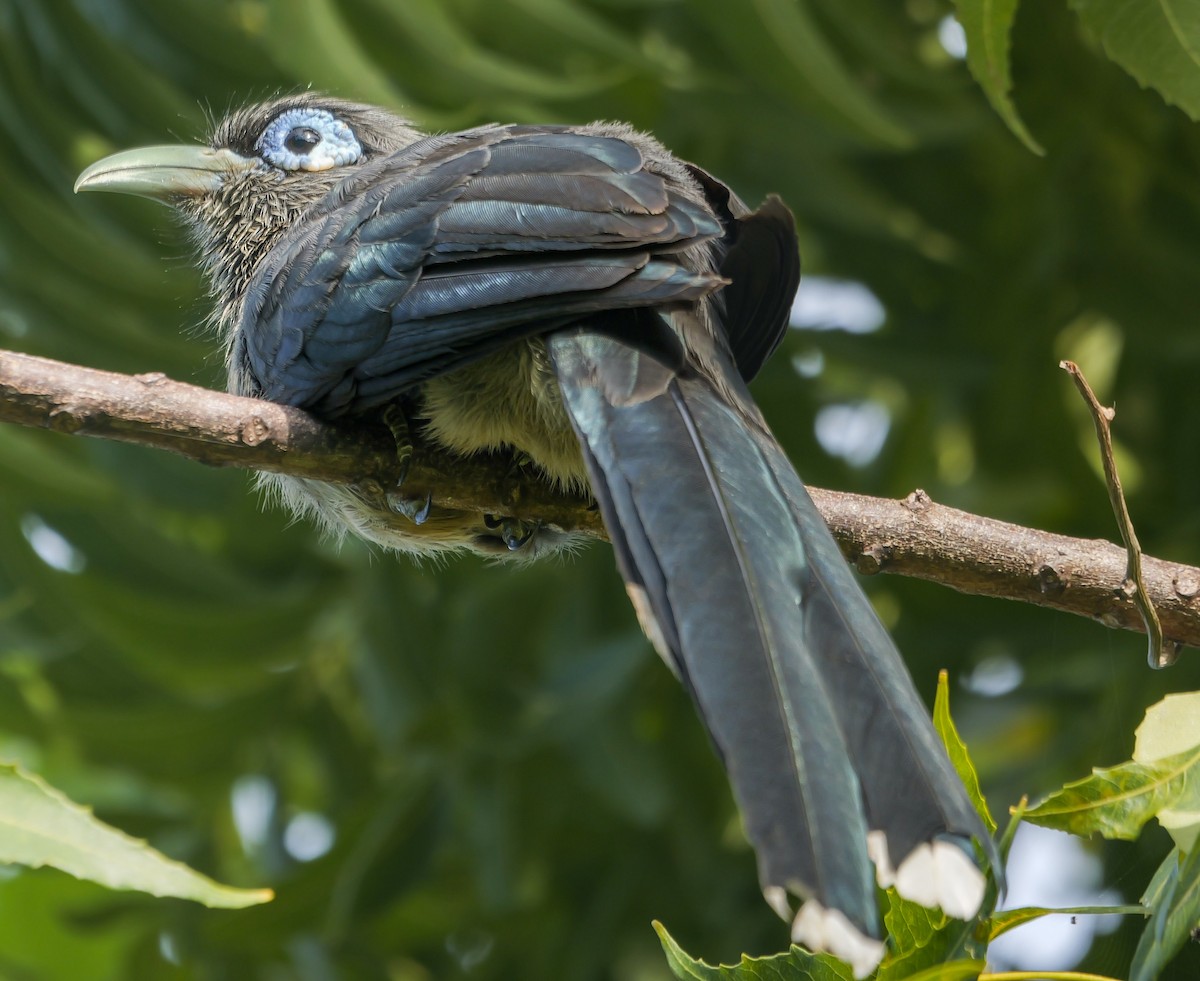 Blue-faced Malkoha - ML647553269
