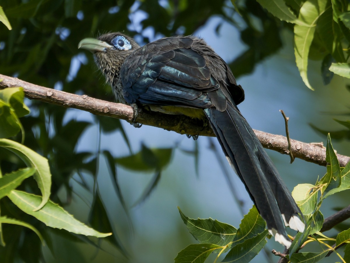 Blue-faced Malkoha - ML647553270