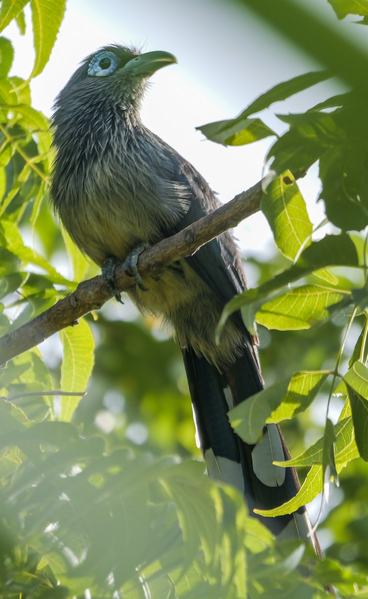 Blue-faced Malkoha - ML647553271