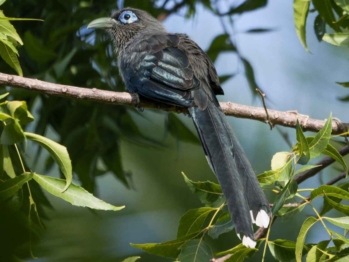 Blue-faced Malkoha - ML647553272