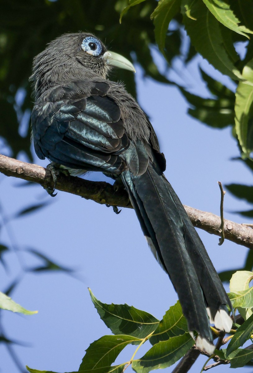 Blue-faced Malkoha - ML647553273