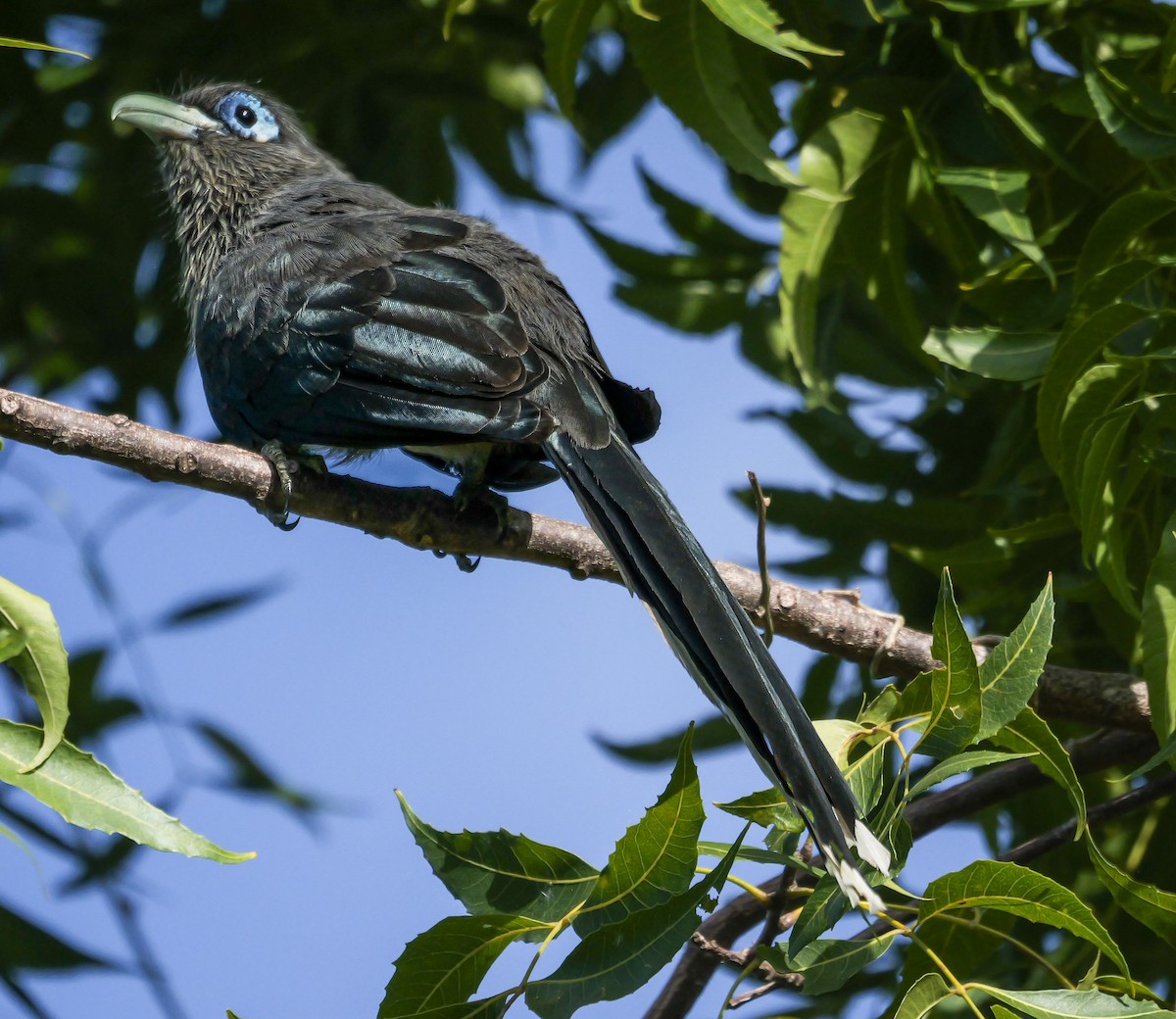 Blue-faced Malkoha - ML647553274