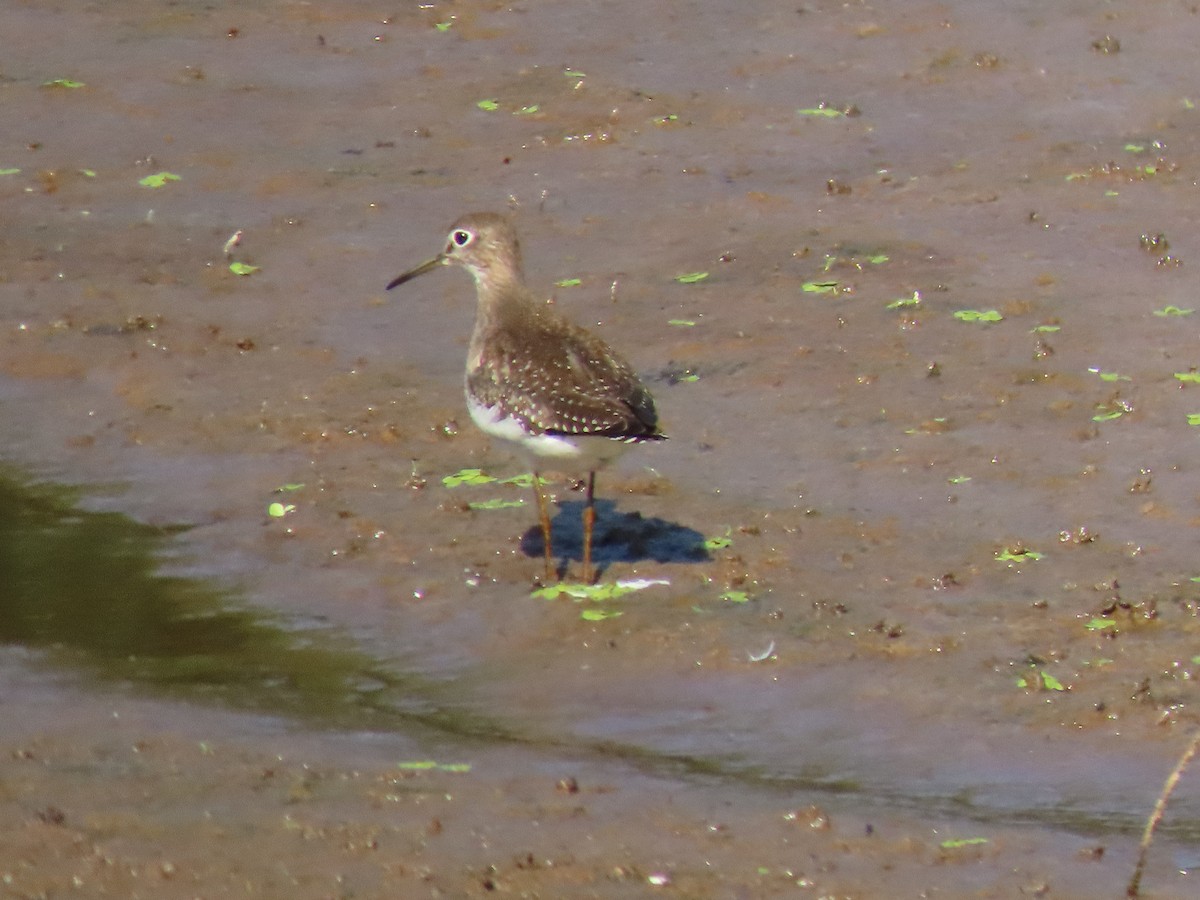 Solitary Sandpiper - ML647553280