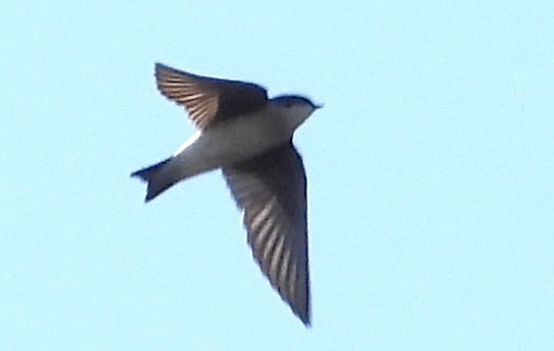 Tree Swallow - ML647553293