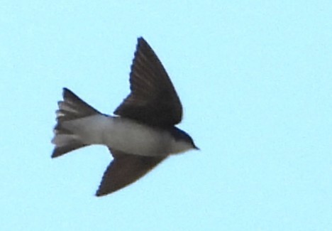 Tree Swallow - ML647553294