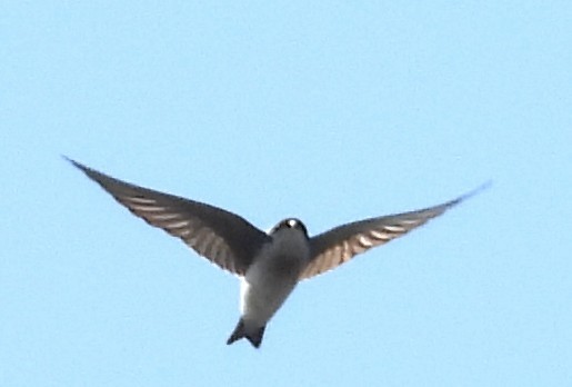 Tree Swallow - ML647553295