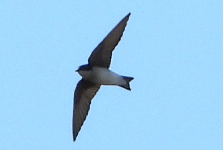 Tree Swallow - ML647553296