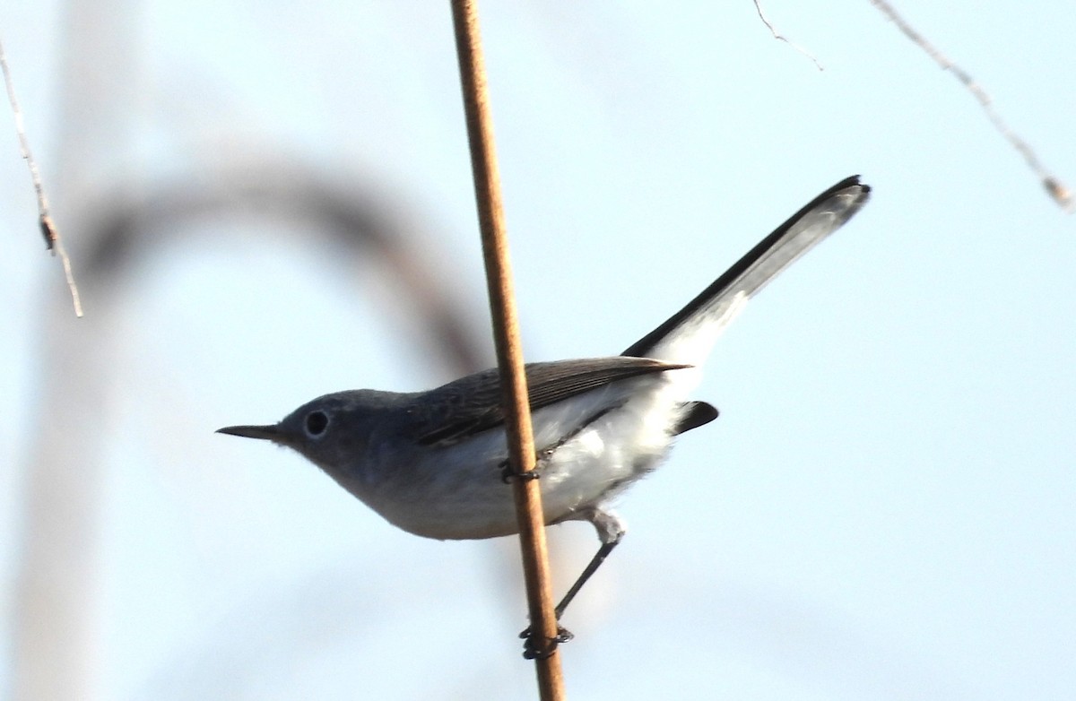 Комароловка сиза - ML647553300