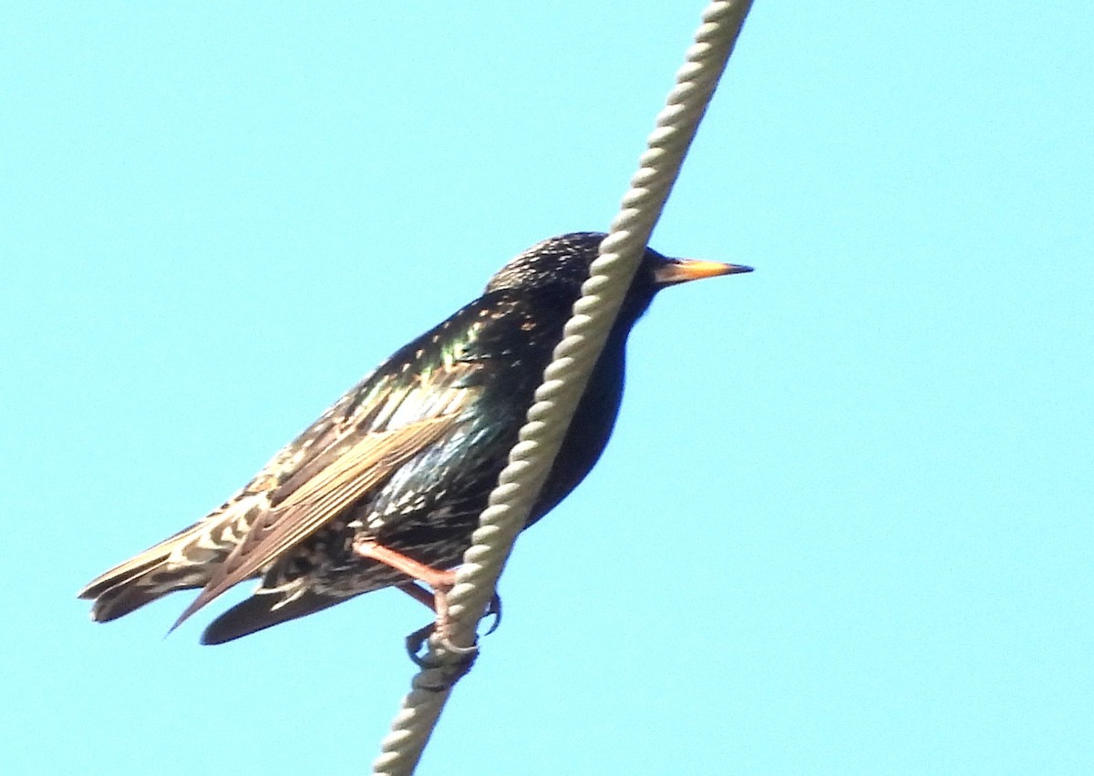 European Starling - ML647553309