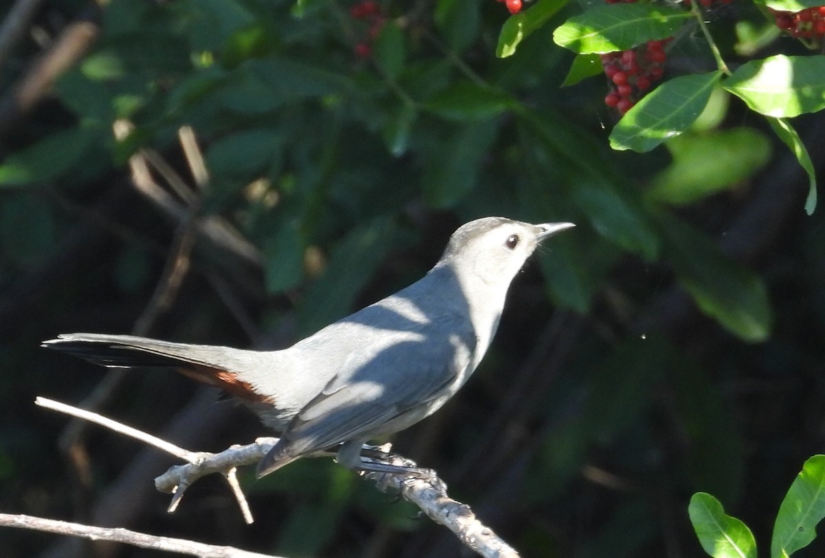 Gray Catbird - ML647553320