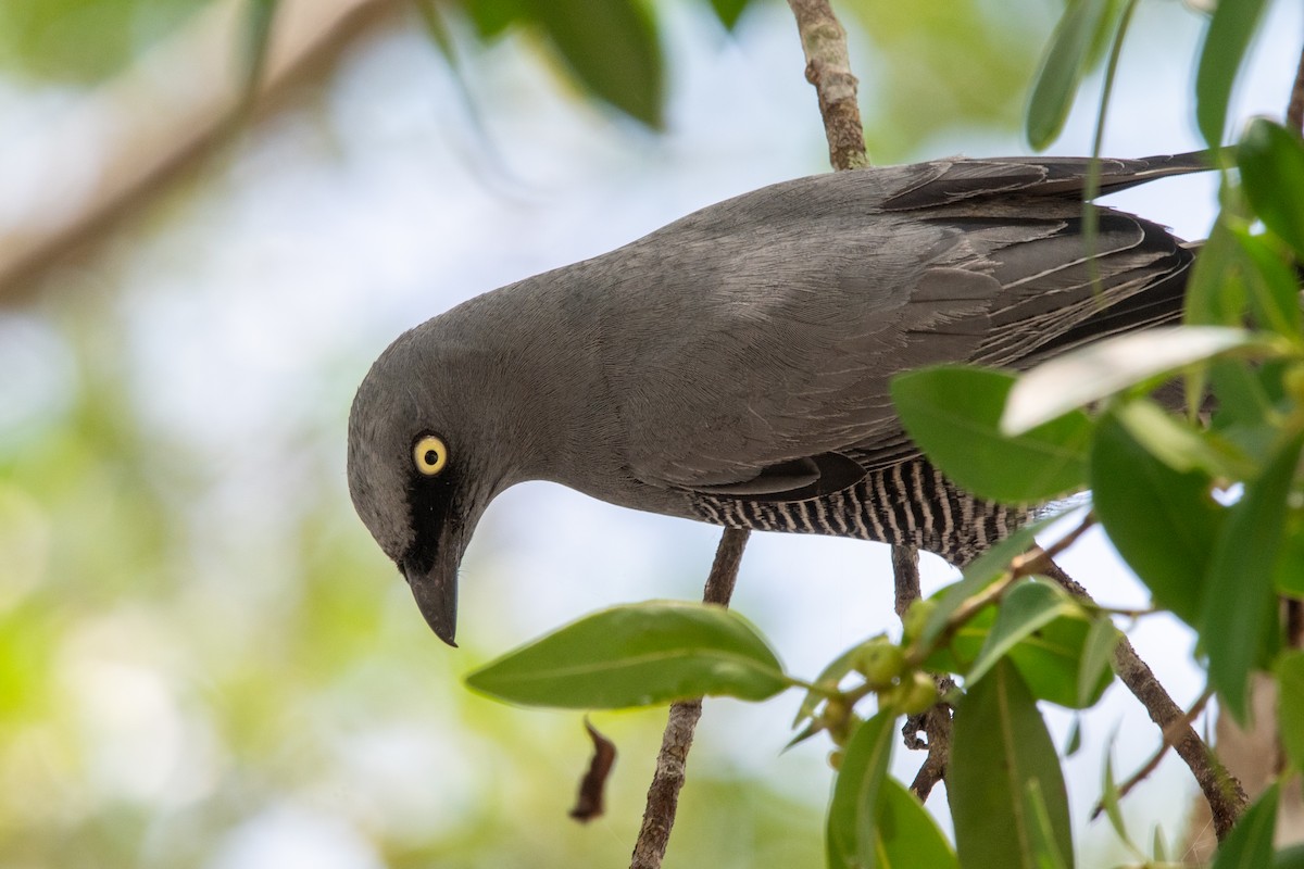 ヨコジマカッコウサンショウクイ - ML647553395