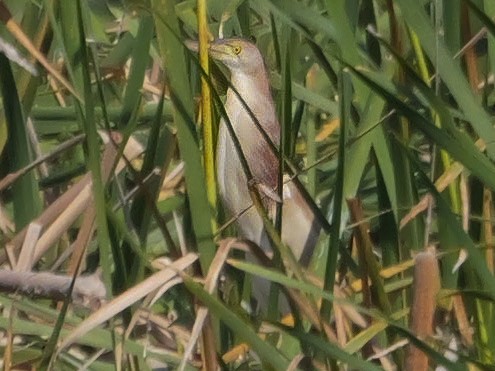 ヨシゴイ - ML647553401