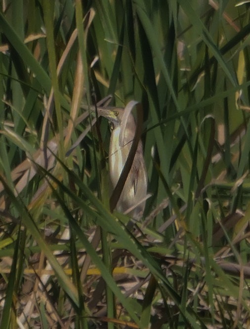 ヨシゴイ - ML647553403