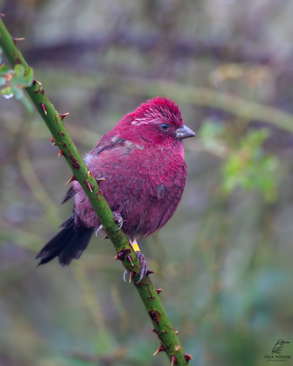 タイワンマシコ - ML647553404
