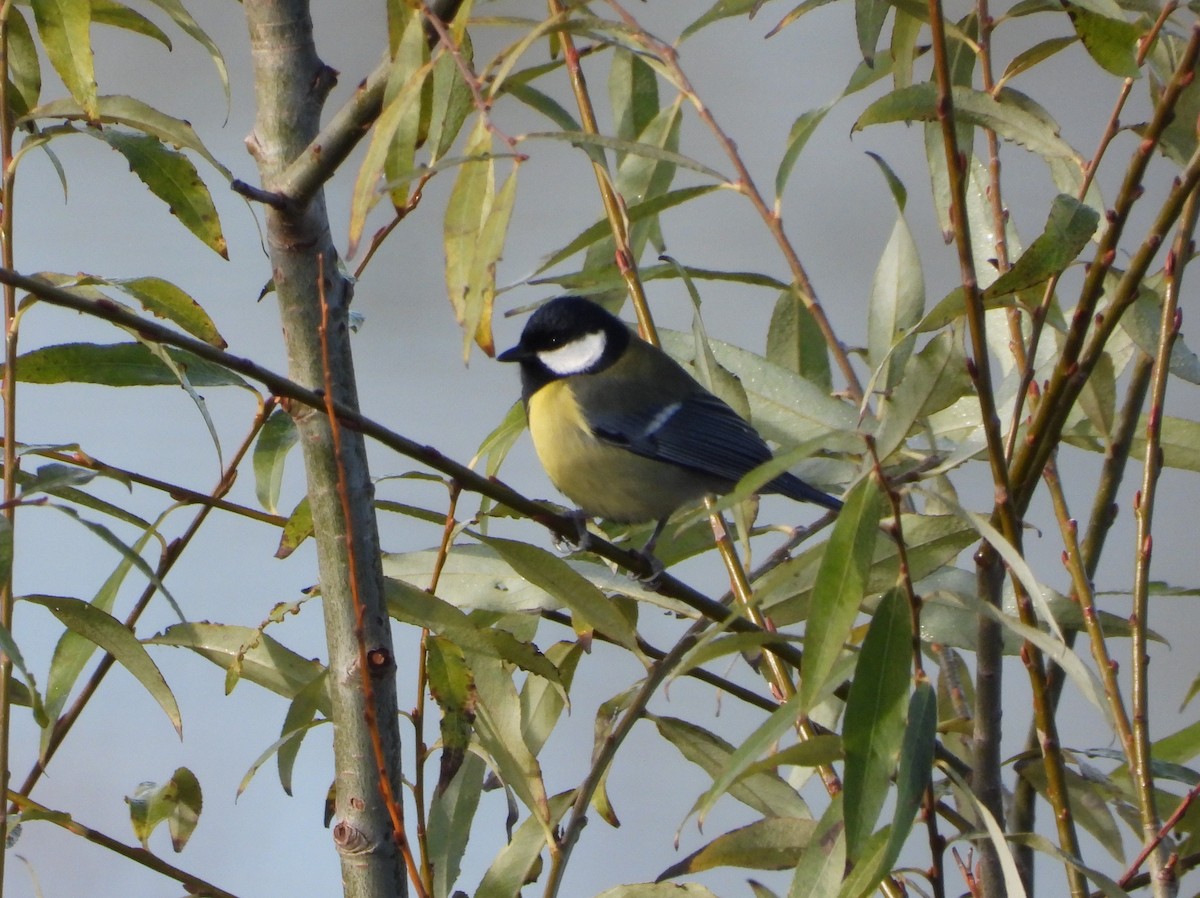 ヨーロッパシジュウカラ - ML647553410