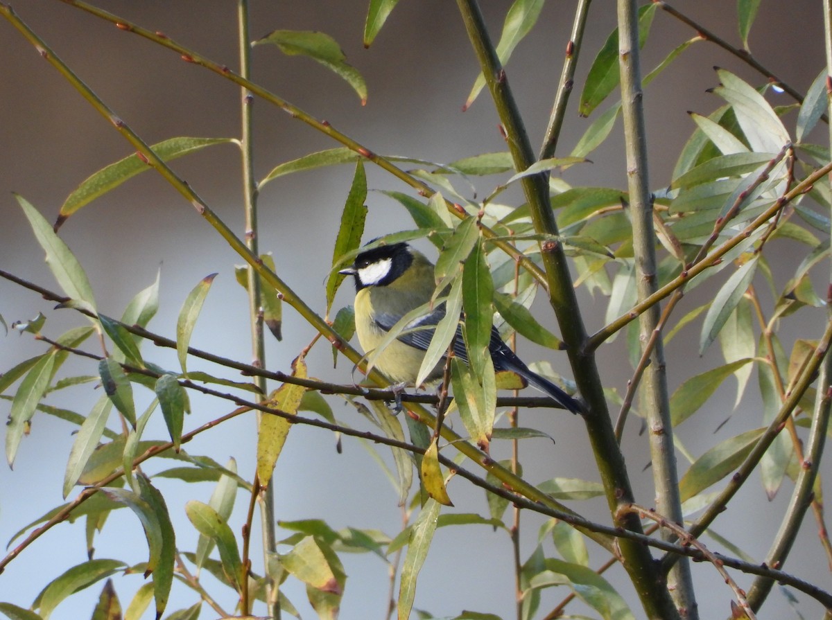 ヨーロッパシジュウカラ - ML647553411