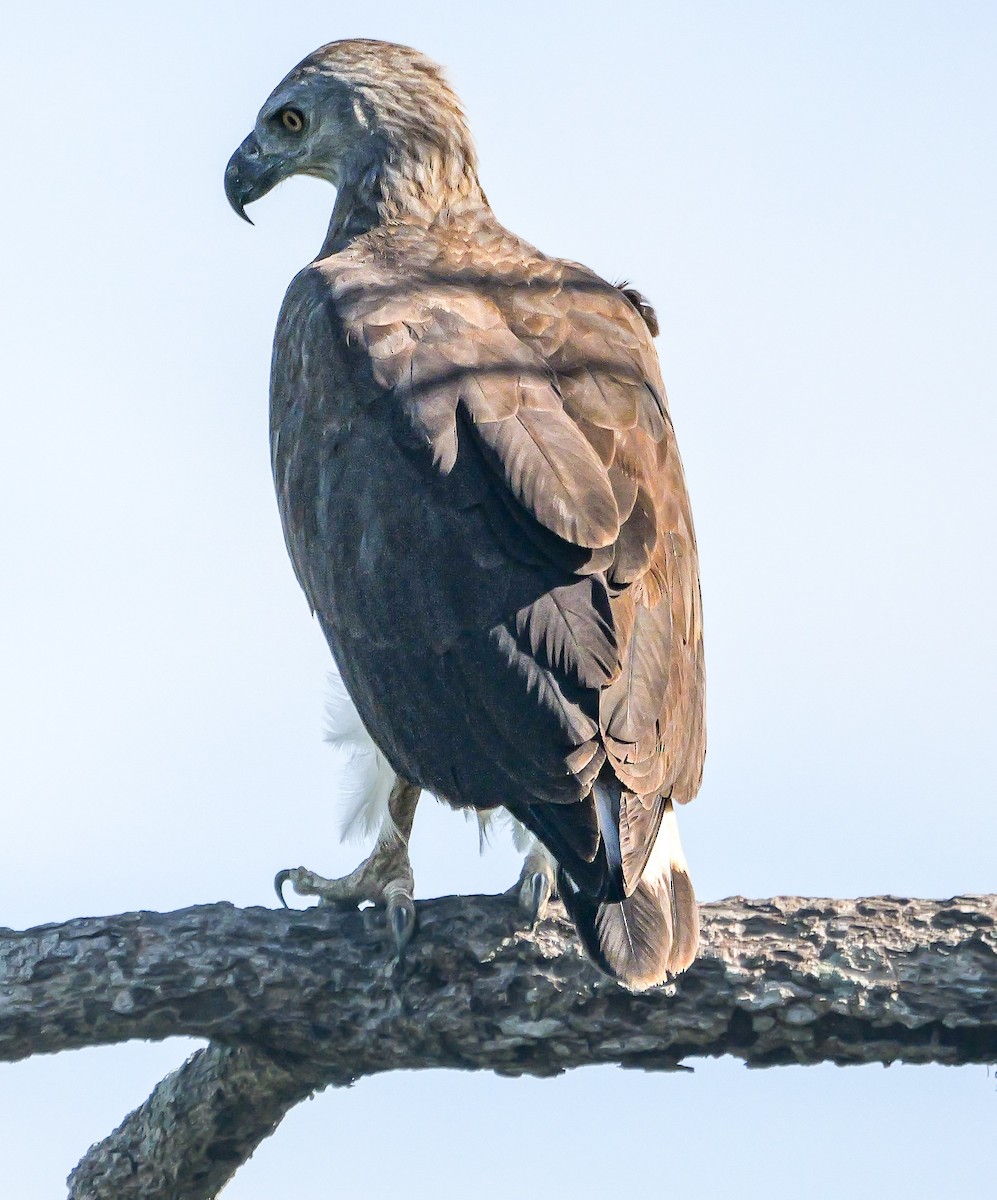 ウオクイワシ - ML647553413