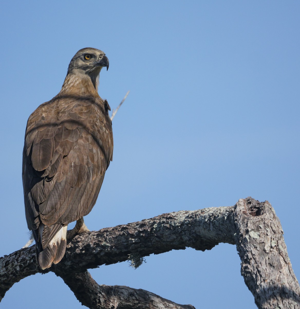 ウオクイワシ - ML647553414