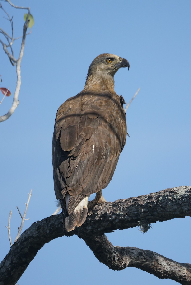 ウオクイワシ - ML647553415