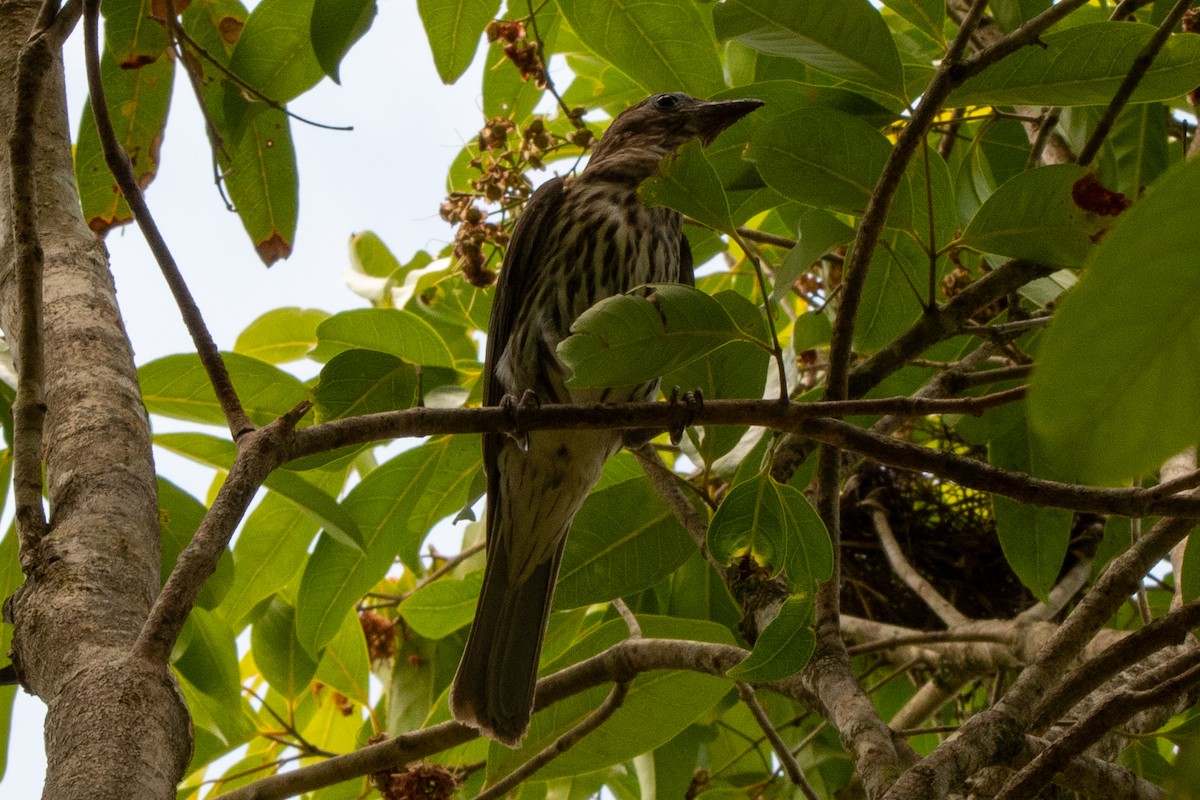 メガネコウライウグイス - ML647553416