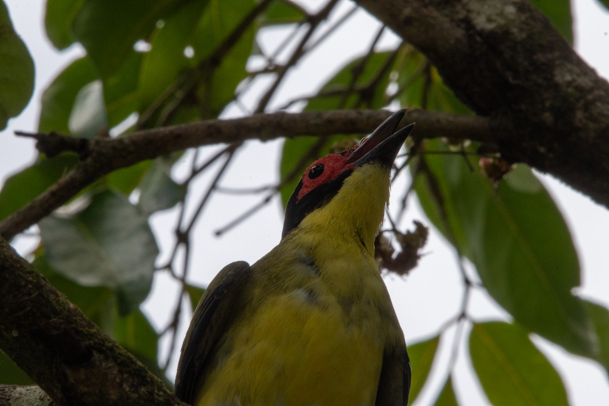 メガネコウライウグイス - ML647553417