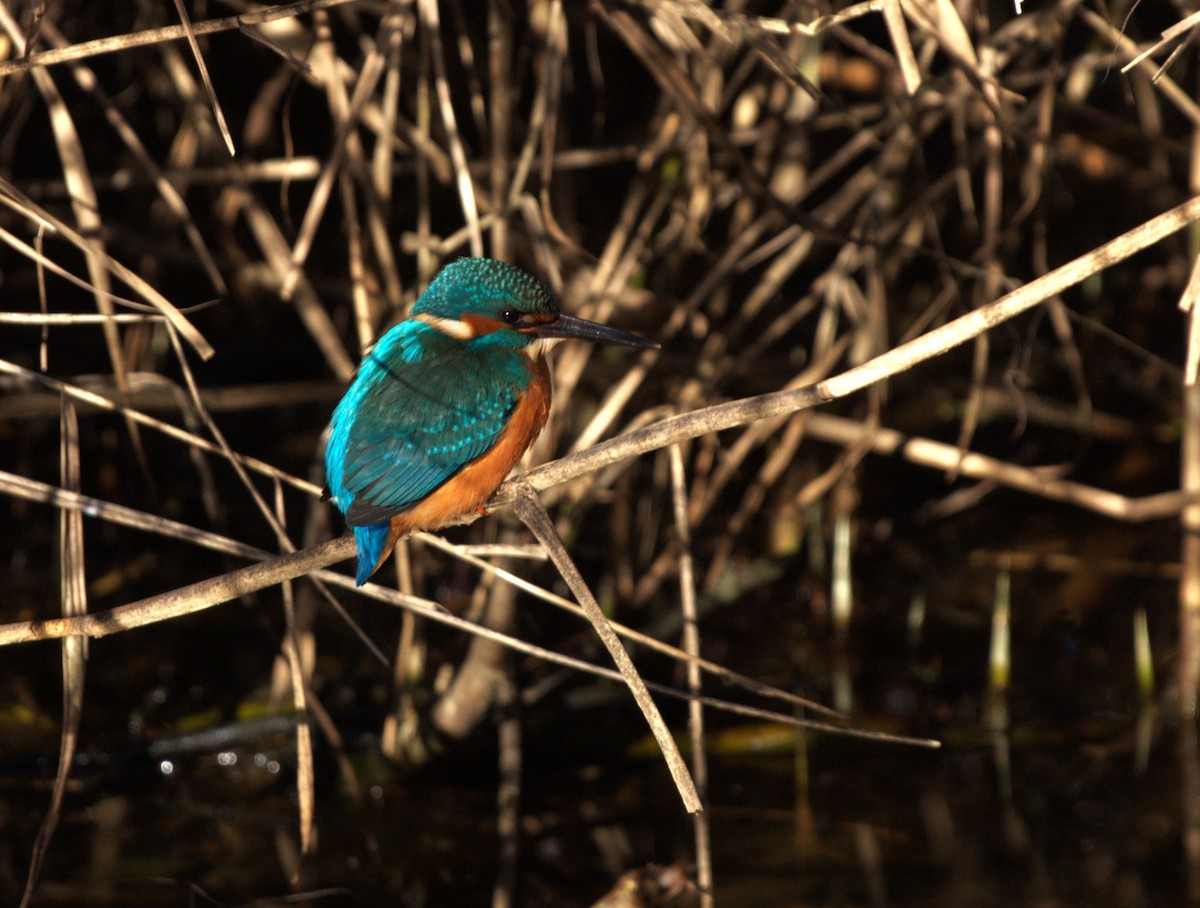 カワセミ - ML647553418