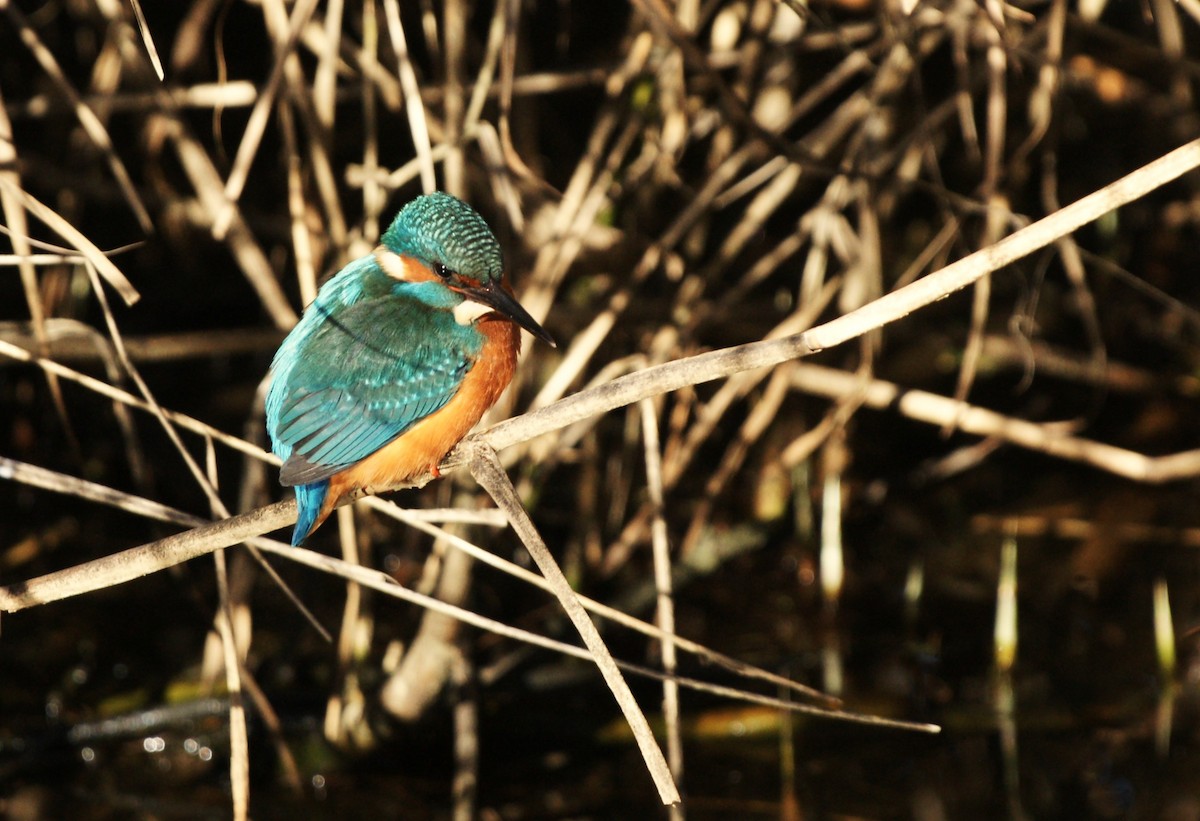 カワセミ - ML647553419