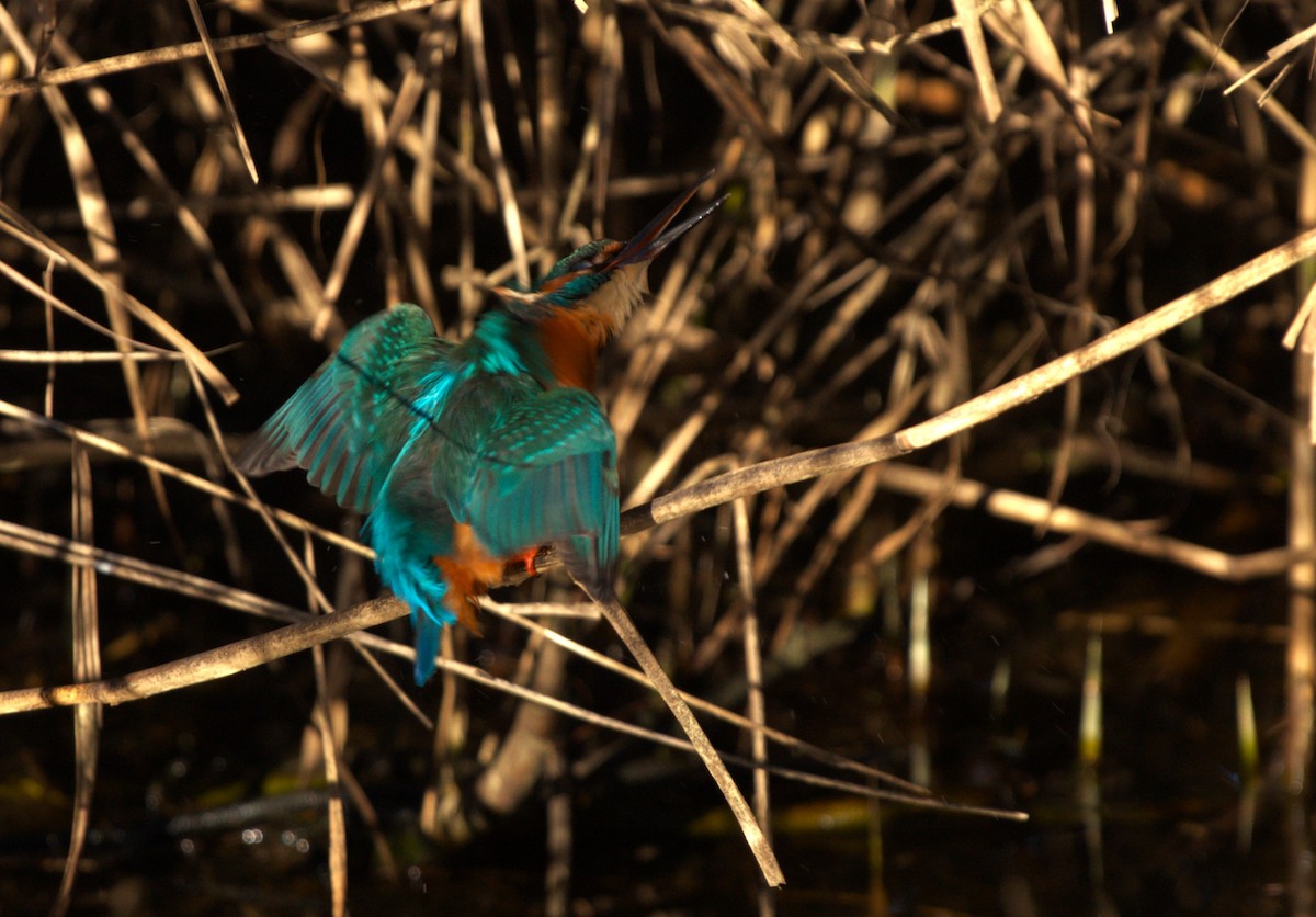 カワセミ - ML647553420