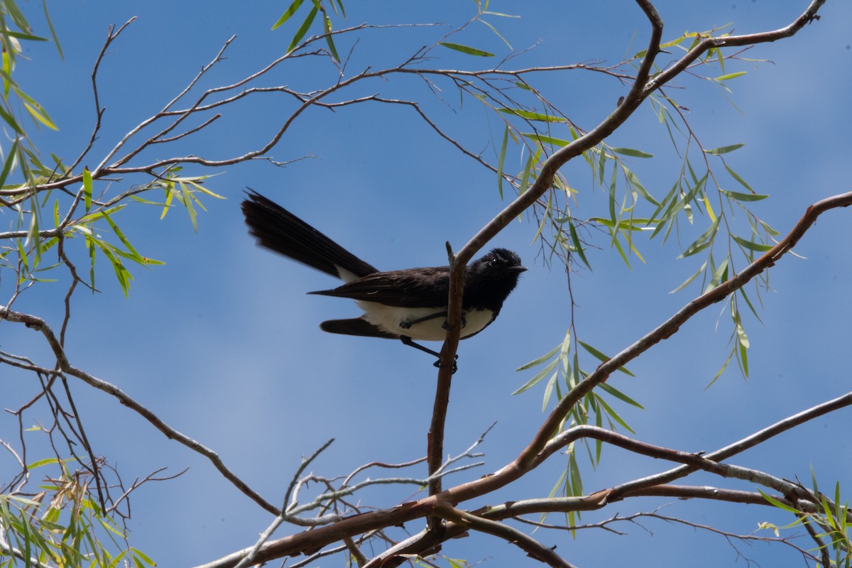 ヨコフリオウギビタキ - ML647553421