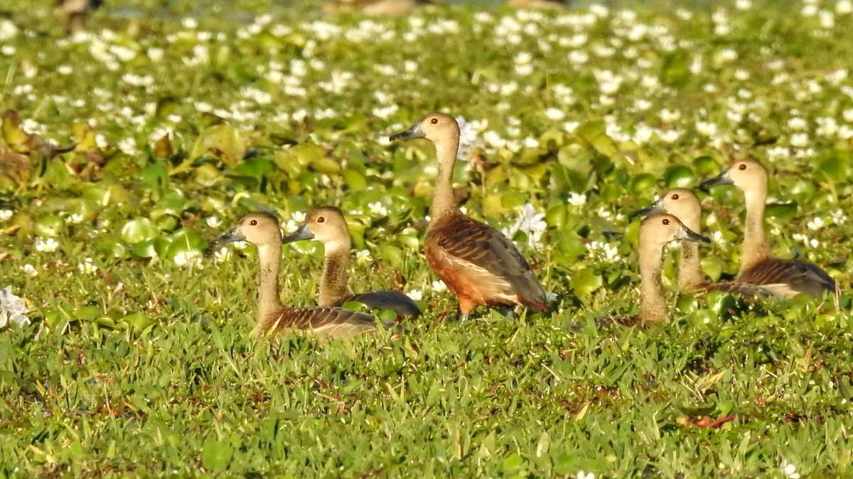 リュウキュウガモ - ML647553422