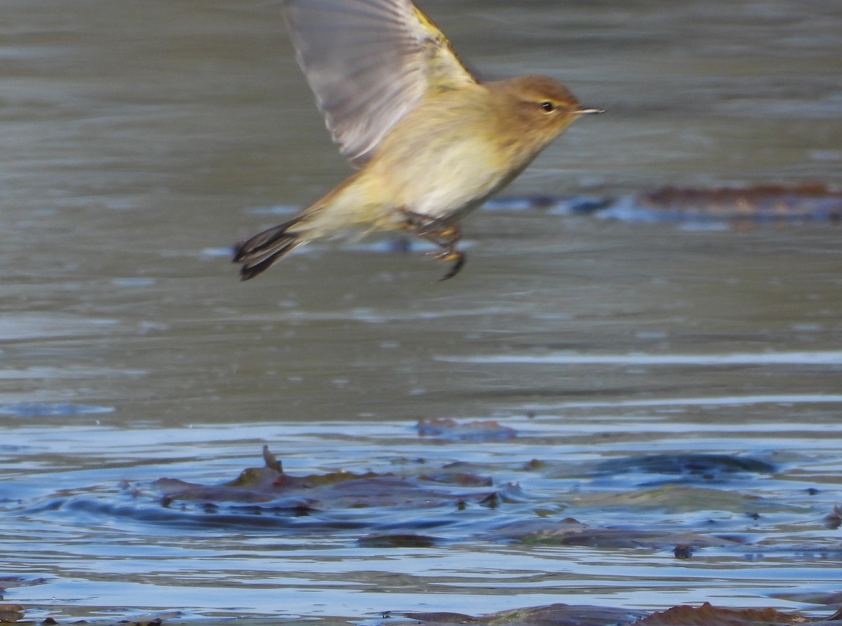 チフチャフ - ML647553423