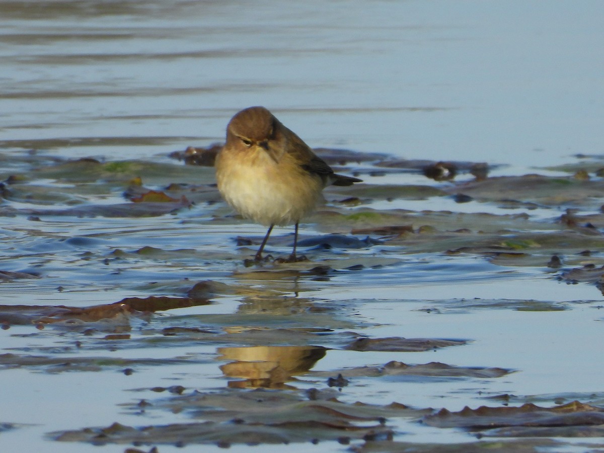 チフチャフ - ML647553424