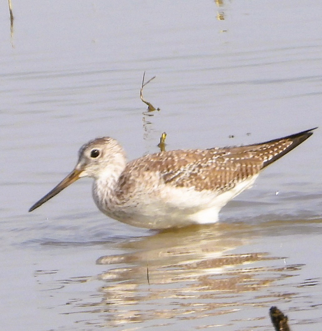 オオキアシシギ - ML647553425