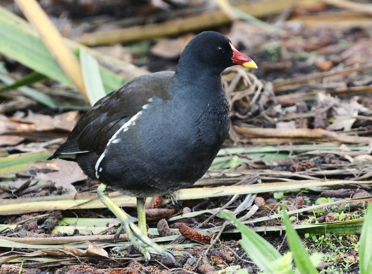 バン - ML647553426