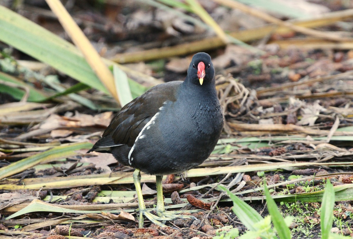 バン - ML647553427